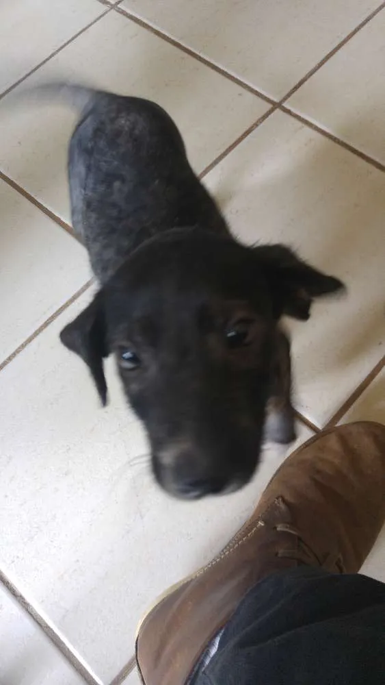 Cachorro ra a SRD idade 2 a 6 meses nome Sardinha