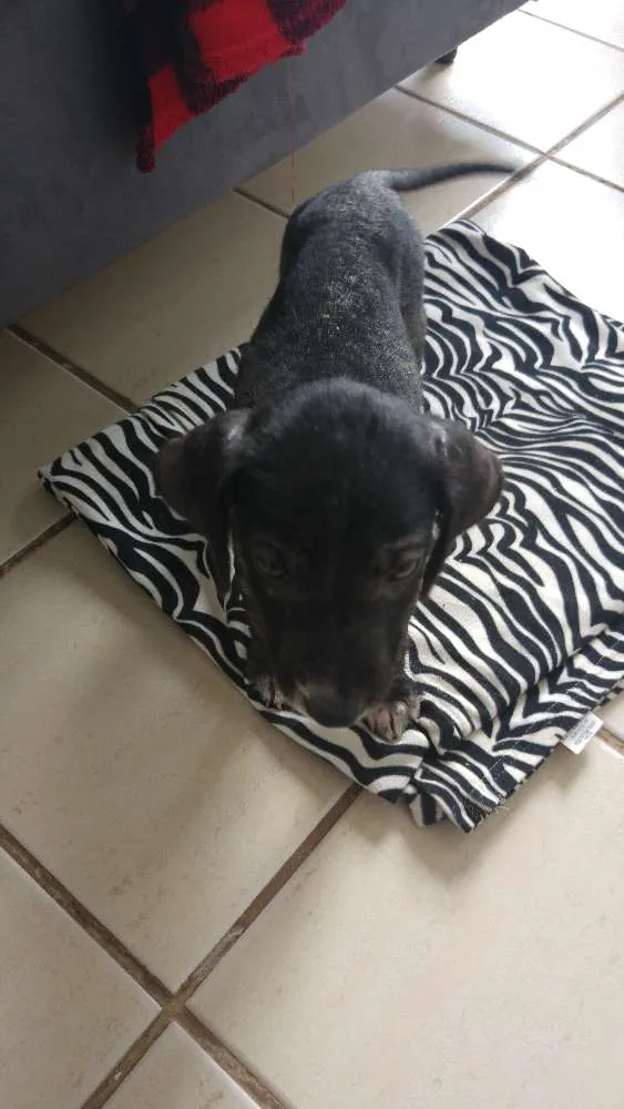 Cachorro ra a SRD idade 2 a 6 meses nome Sardinha