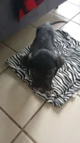 Sardinha