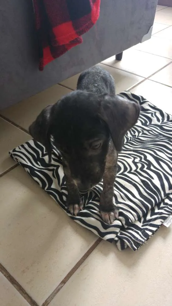 Cachorro ra a SRD idade 2 a 6 meses nome Sardinha