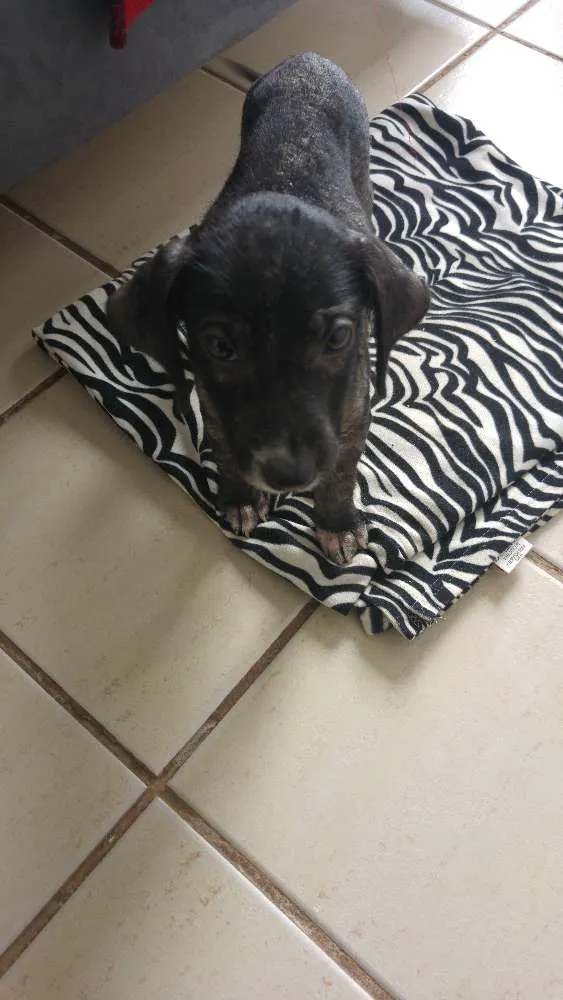 Cachorro ra a SRD idade 2 a 6 meses nome Sardinha