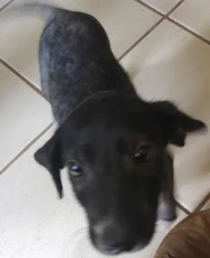 Cachorro raça SRD idade 2 a 6 meses nome Sardinha
