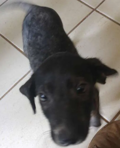 Cachorro ra a SRD idade 2 a 6 meses nome Sardinha