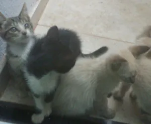 Gato raça Não Reconhecido  idade Abaixo de 2 meses nome Não possui