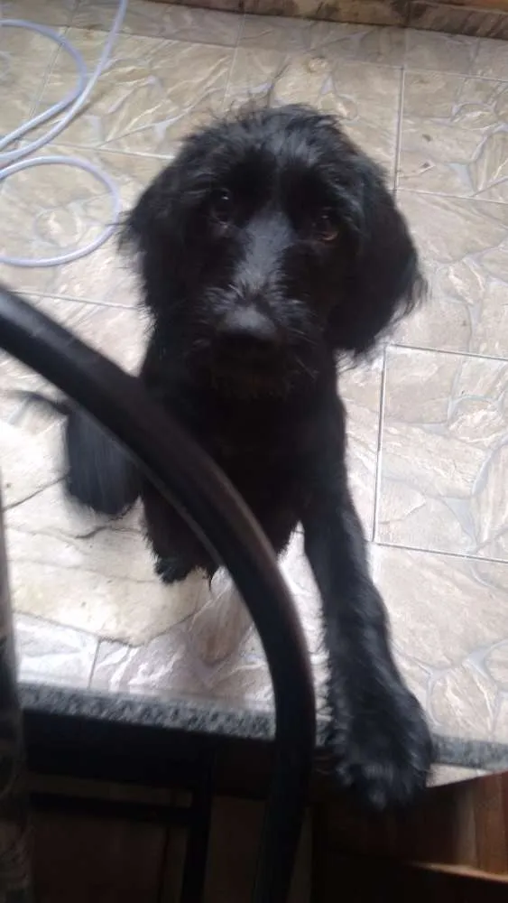 Cachorro ra a Mistura  idade 2 a 6 meses nome Gigante