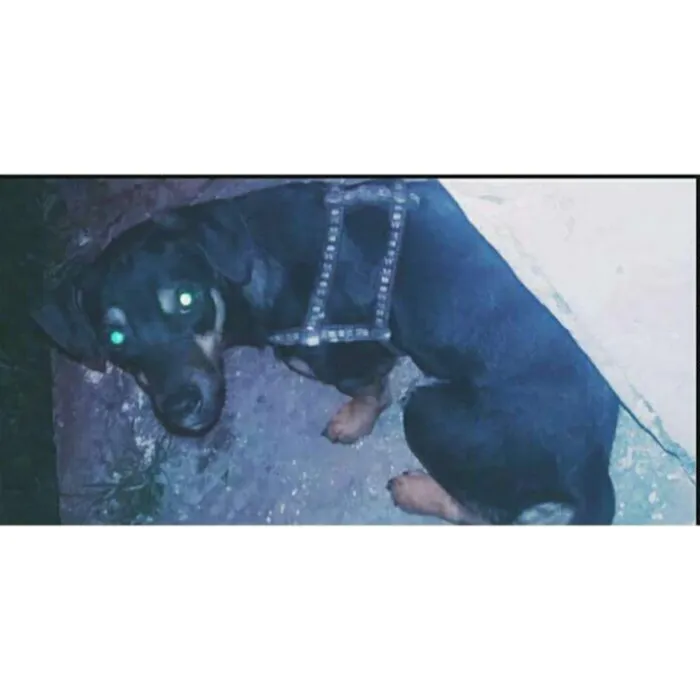 Cachorro ra a Basset-Cofap idade 7 a 11 meses nome kisha
