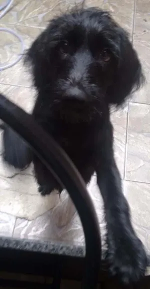 Cachorro raça Mistura  idade 2 a 6 meses nome Gigante