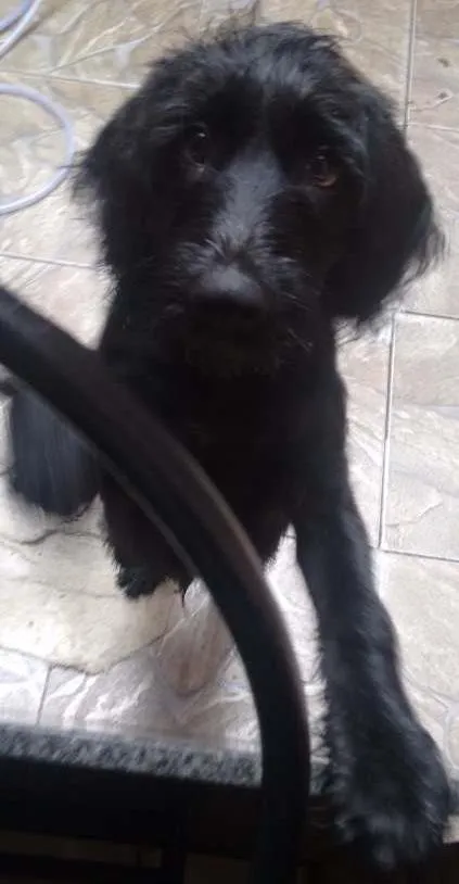 Cachorro ra a Mistura  idade 2 a 6 meses nome Gigante