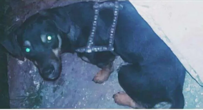 Cachorro ra a Basset-Cofap idade 7 a 11 meses nome kisha