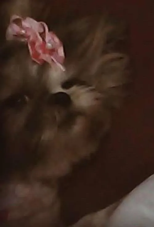 Cachorro ra a shihtzu idade  nome joanita e nina