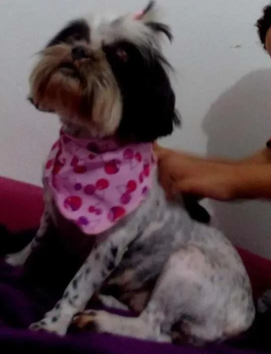 Cachorro ra a shihtzu idade  nome joanita e nina