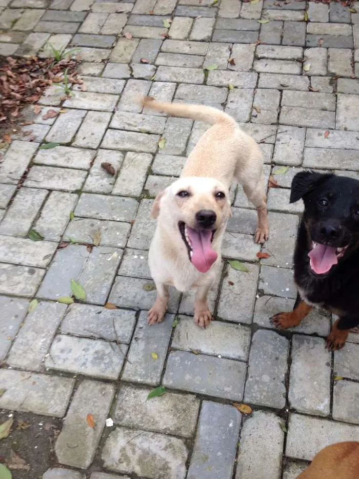 Cachorro raça SRD idade 1 ano nome GALERINHA