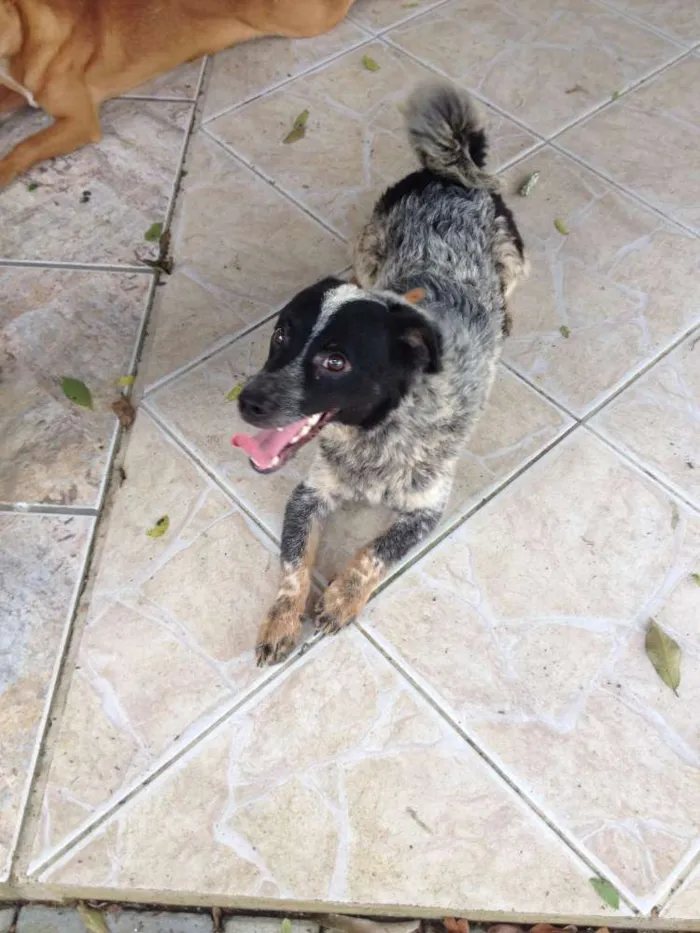 Cachorro raça SRD idade 1 ano nome GALERINHA