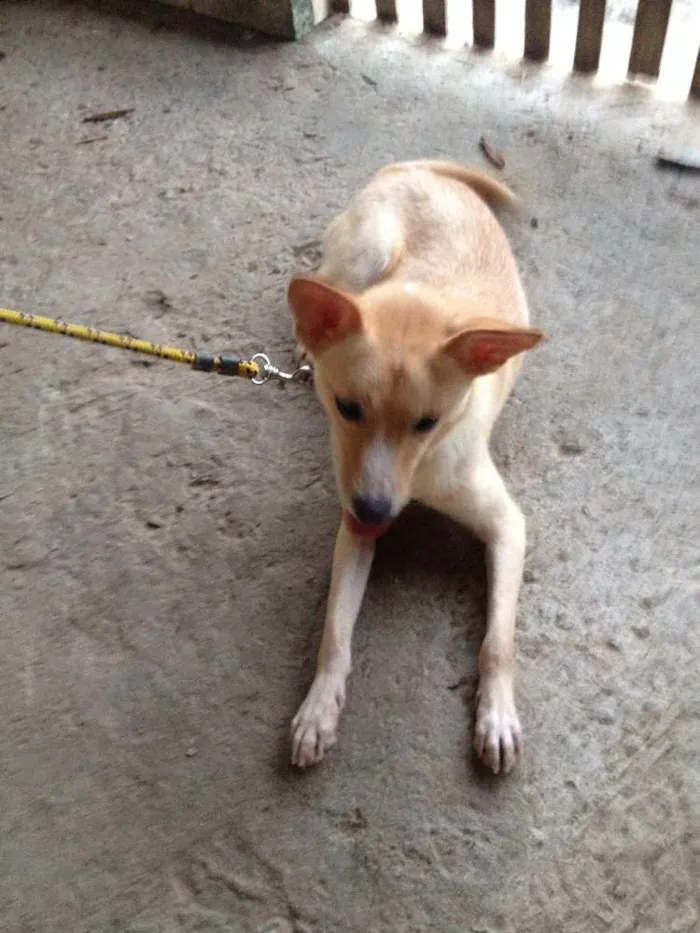 Cachorro raça SRD idade 1 ano nome GALERINHA