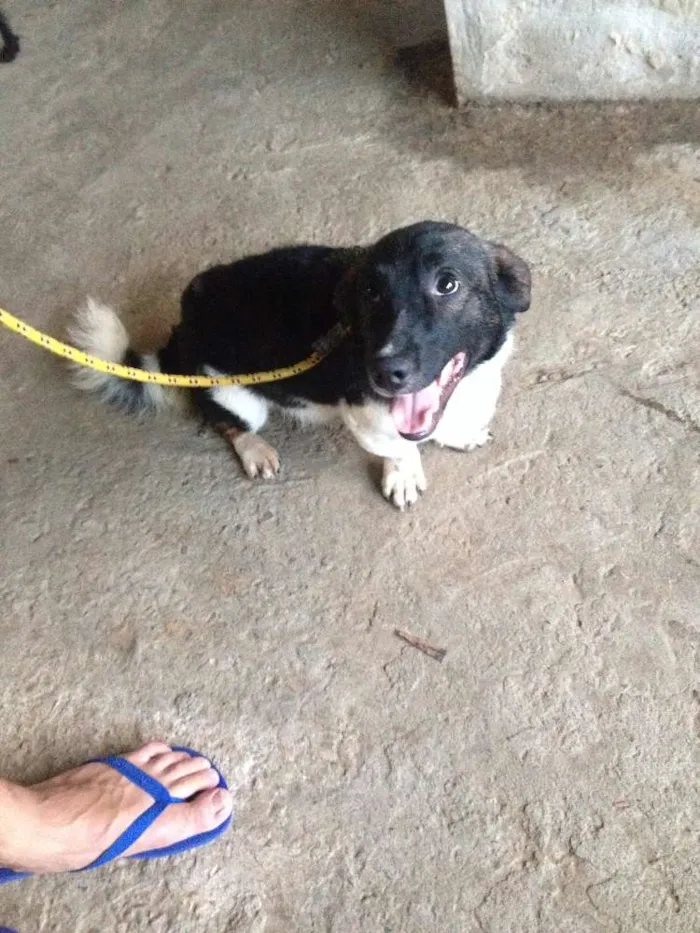 Cachorro raça SRD idade 1 ano nome GALERINHA