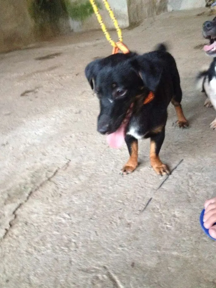 Cachorro raça SRD idade 1 ano nome GALERINHA