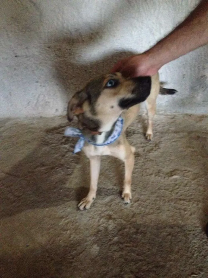 Cachorro raça SRD idade 1 ano nome GALERINHA