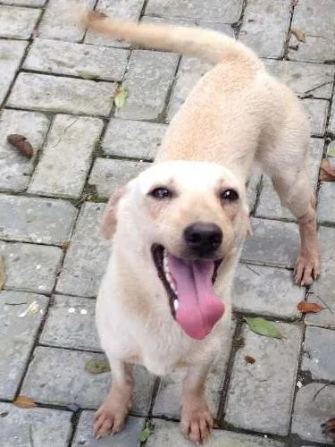 Cachorro raça SRD idade 1 ano nome GALERINHA