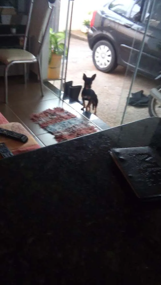 Cachorro raça Pintcher  idade 7 a 11 meses nome Belinha 