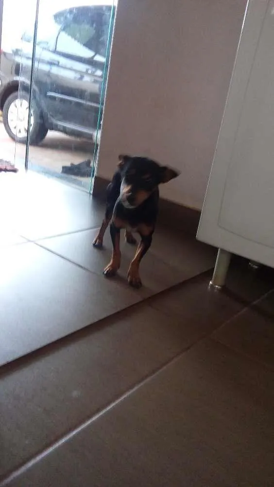 Cachorro raça Pintcher  idade 7 a 11 meses nome Belinha 