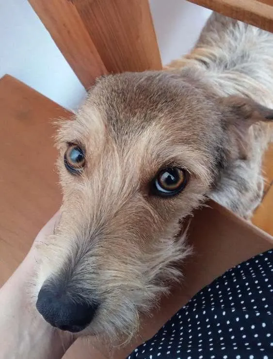 Cachorro ra a SRD idade 1 ano nome Katrina
