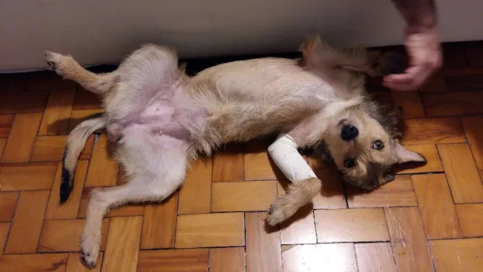 Cachorro ra a SRD idade 1 ano nome Katrina
