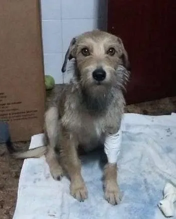 Cachorro ra a SRD idade 1 ano nome Katrina