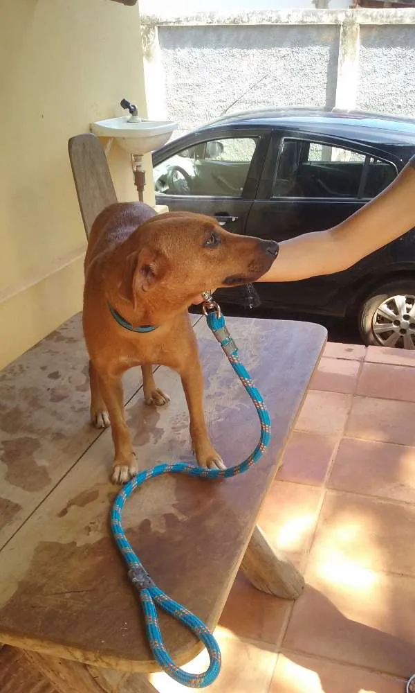 Cachorro ra a srd idade 2 anos nome Lupita