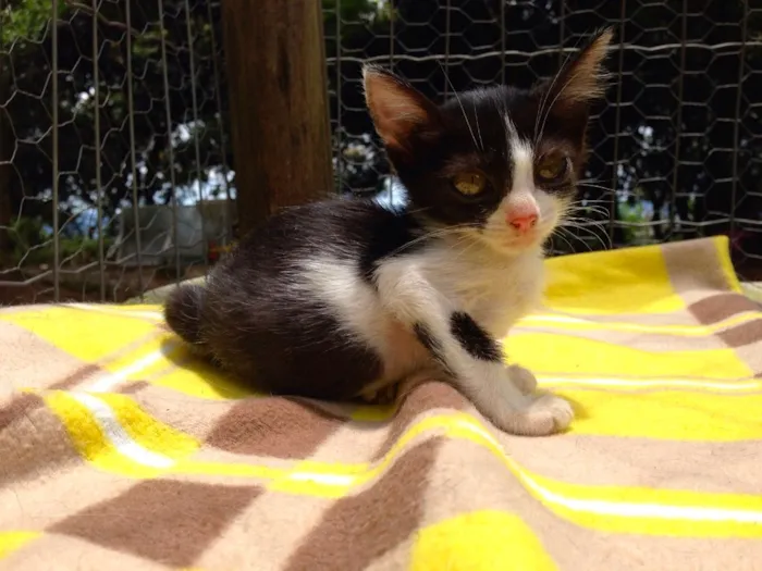 Gato ra a SRD idade  nome Fiona