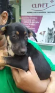 fRIDA
