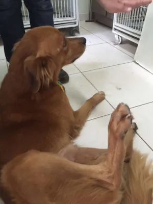 Cachorro raça SRD idade 1 ano nome Jack