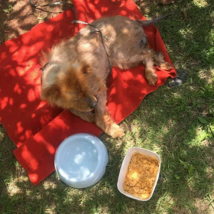 Cachorro ra a Chow Chow idade 6 ou mais anos nome Bella