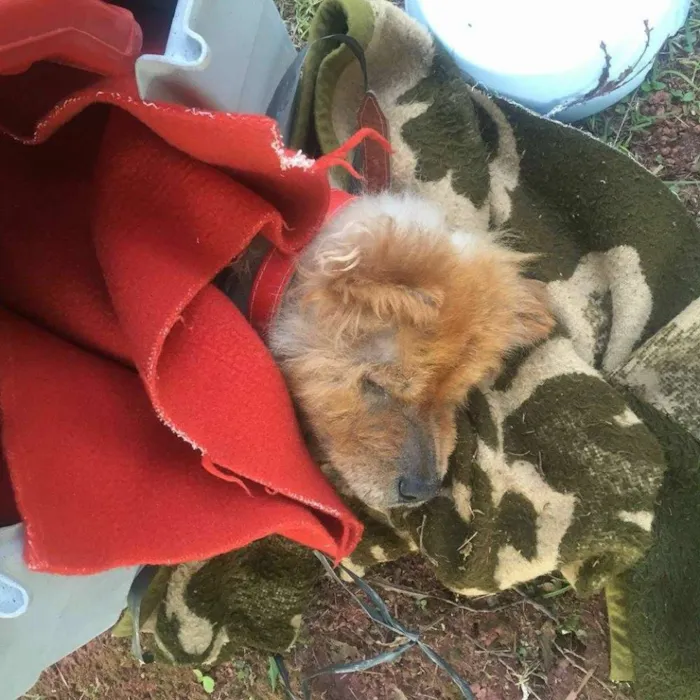 Cachorro ra a Chow Chow idade 6 ou mais anos nome Bella