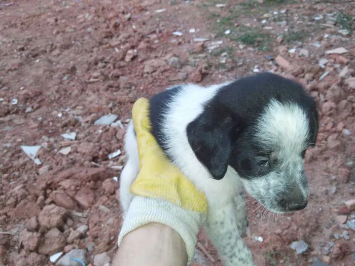 Cachorro ra a vira lata idade 2 a 6 meses nome Sem nome