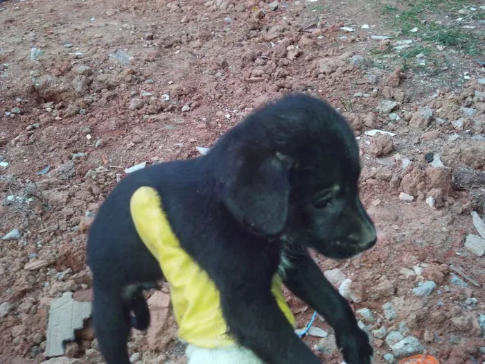 Cachorro ra a vira lata idade 2 a 6 meses nome Sem nome