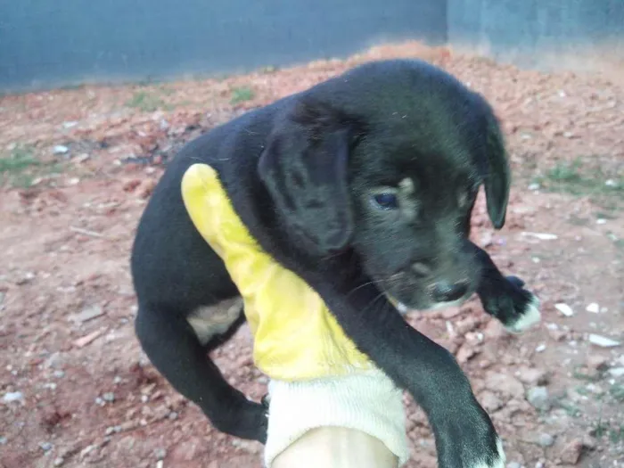 Cachorro ra a vira lata idade 2 a 6 meses nome Sem nome