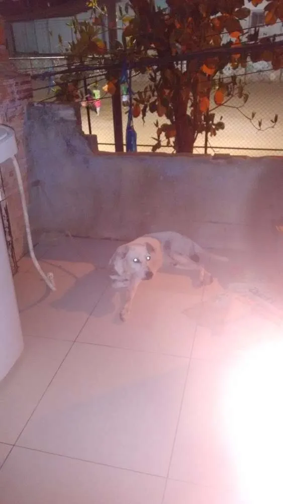 Cachorro raça Pitt bull com vira lata idade 6 ou mais anos nome Marley