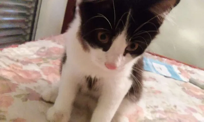 Gato ra a srd idade 2 a 6 meses nome Frajolinha