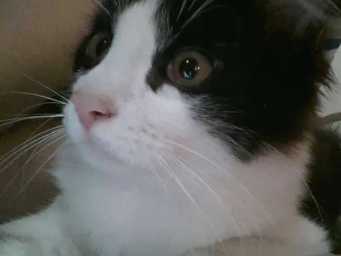 Gato ra a srd idade 2 a 6 meses nome Frajolinha