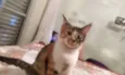 Sophia