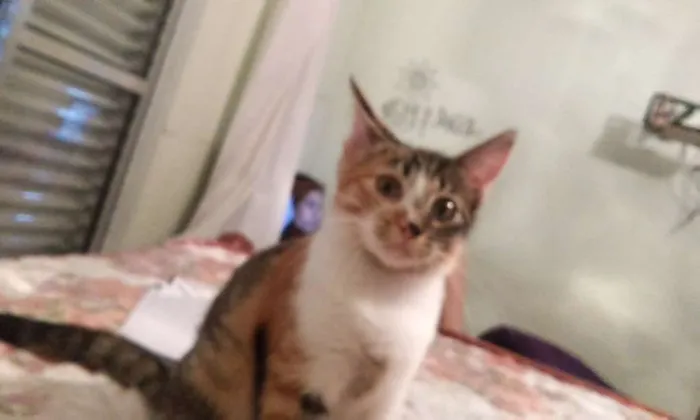 Gato ra a srd idade 2 a 6 meses nome Sophia