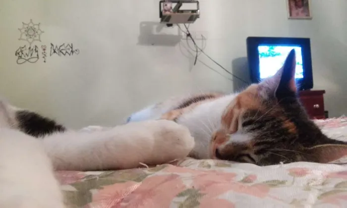 Gato ra a srd idade 2 a 6 meses nome Sophia
