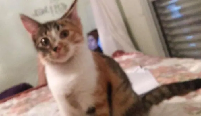 Gato ra a srd idade 2 a 6 meses nome Sophia