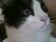 Frajolinha