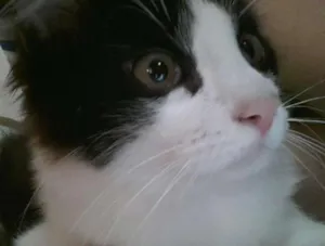 Gato raça srd idade 2 a 6 meses nome Frajolinha