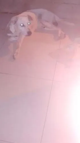 Cachorro raça Pitt bull com vira lata idade 6 ou mais anos nome Marley