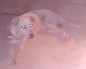 Cachorro raça Pitt bull com vira lata idade 6 ou mais anos nome Marley