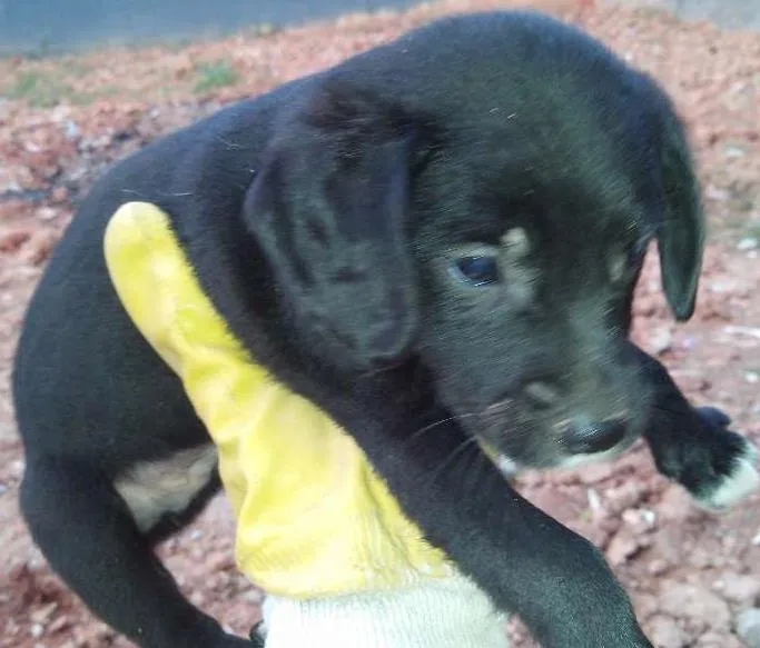 Cachorro ra a vira lata idade 2 a 6 meses nome Sem nome