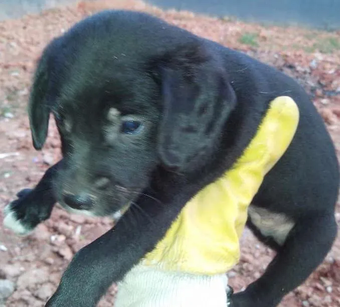 Cachorro ra a vira lata idade 2 a 6 meses nome Sem nome