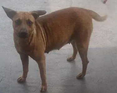 Cachorro ra a Viralata idade 2 anos nome Não sei